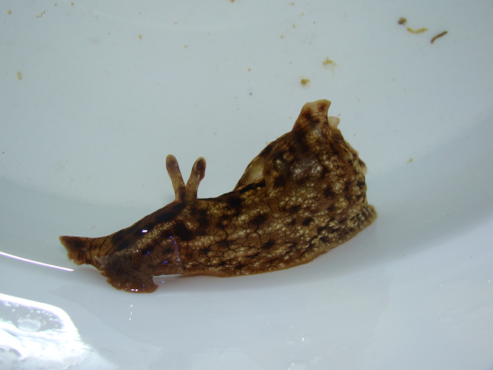  Aplysia californica (Spotted Sea Hare)